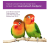 Browns Tropical Carnival Natural Orange Slices Pet Bird Treats - Plastry pomarańczy - naturalna witamina C dla wszystkich papug 21g od ParrotPlanet.pl