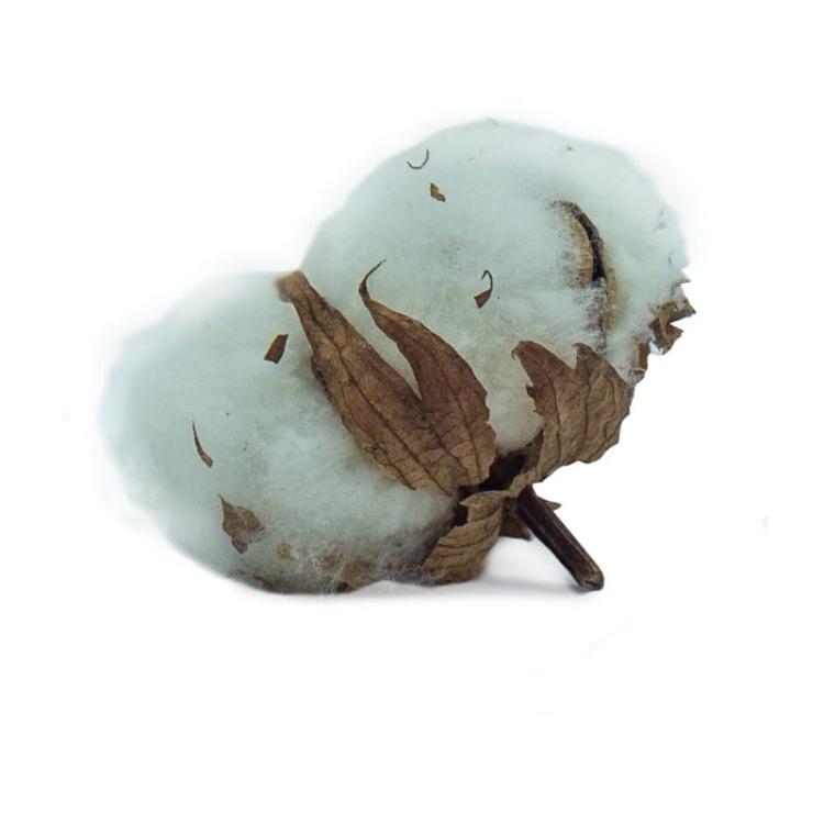 Kwiaty bawełny - naturalna bawełna dla wszystkich papug od ParrotPlanet.pl