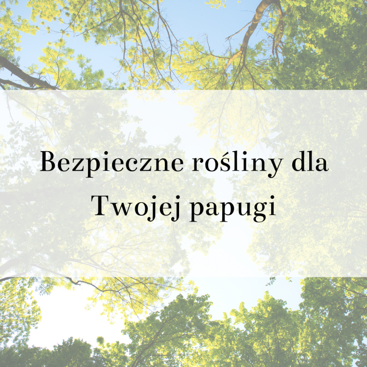 Poradnik ParrotPlanet- BEZPIECZNE ROŚLINY DLA TWOJEJ PAPUGI