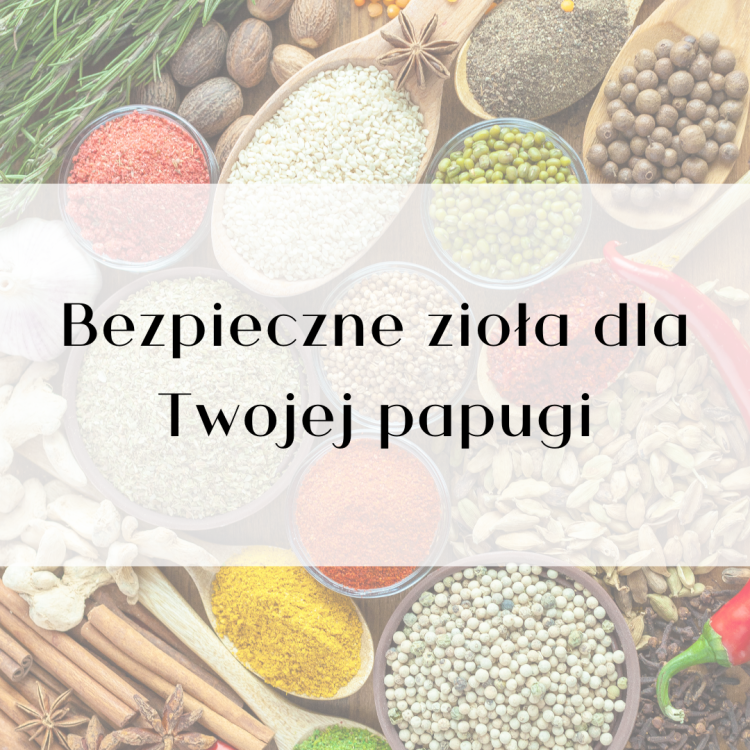 Poradnik ParrotPlanet- BEZPIECZNE ZIOŁA I PRZYPRAWY DLA TWOJEJ PAPUGI