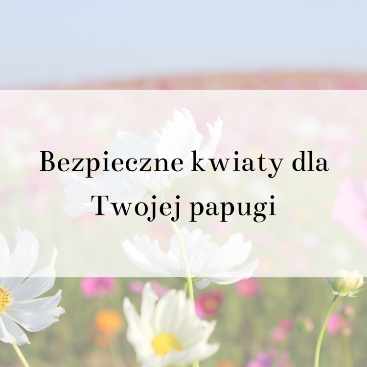 2bezpieczne kwiaty.png