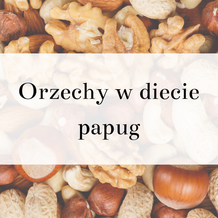 Poradnik ParrotPlanet- ORZECHY W DIECIE PAPUG