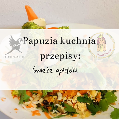 PAPUZIA Kuchnia ParrotPlanet- ŚWIEŻE GOŁĄBKI- Autorski Przepis Adzioszki z Parrot Disaster
