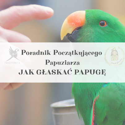 Poradnik ParrotPlanet - JAK GŁASKAĆ PAPUGĘ - Poradnik Początkującego Papuziarza