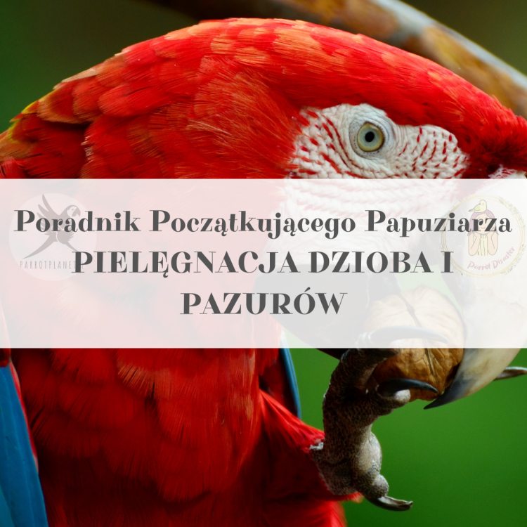 Poradnik ParrotPlanet - PIELĘGNACJA DZIOBA I PAZURÓW - Poradnik Początkującego Papuziarza