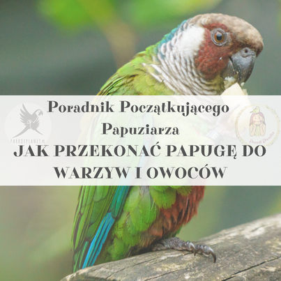 Poradnik ParrotPlanet - JAK PRZEKONAĆ PAPUGĘ DO WARZYW - Poradnik Początkującego Papuziarza