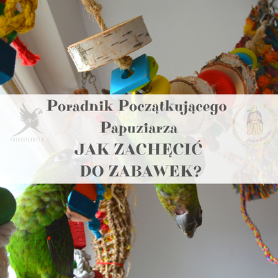 Poradnik ParrotPlanet - JAK ZACHĘCIĆ PAPUGĘ DO ZABAWEK- Poradnik Początkującego Papuziarza