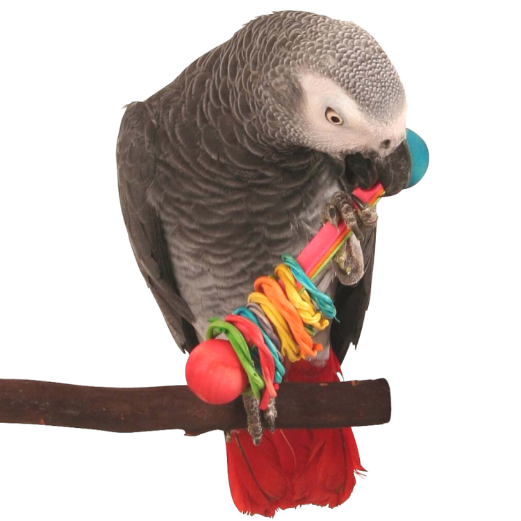 Sztanga 2 - zabawka do łapki dla średnich i dużych papug od ParrotPlanet.pl