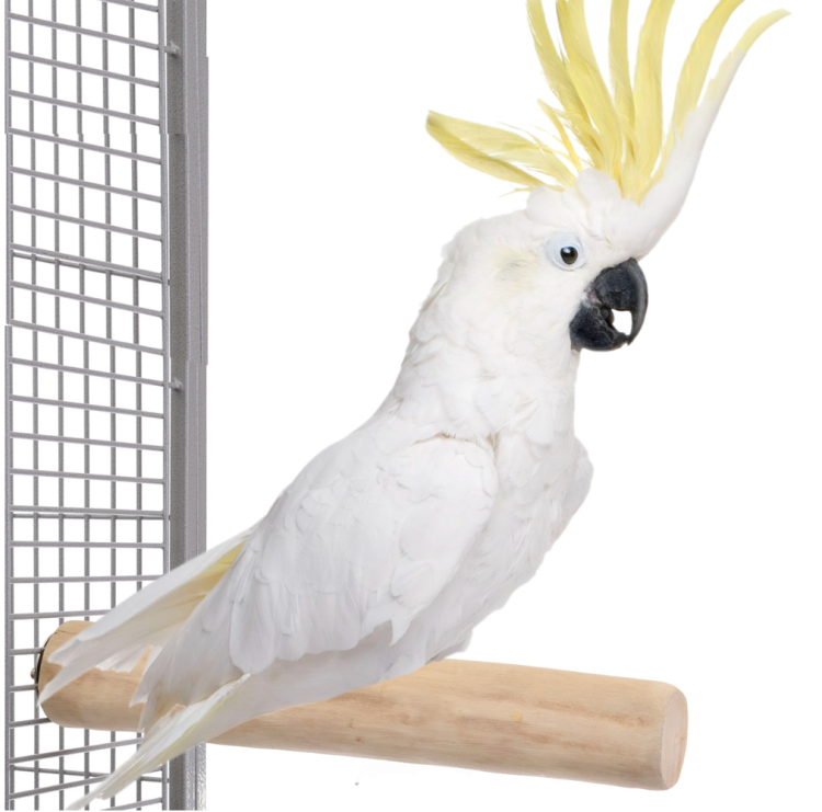 JAVA XL - niezniszczalna drewniana żerdź dla największych papug od ParrotPlanet.pl