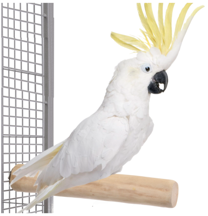 JAVA XL - niezniszczalna drewniana żerdź dla największych papug od ParrotPlanet.pl