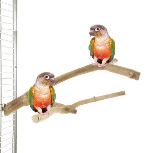 Żerdź JAVA gałąź M dla papug od ParrotPlanet.pl