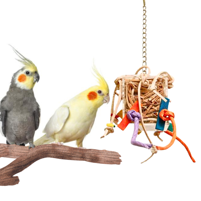 Crazy Box S- zabawka dla małych papug od ParrotPlanet.pl