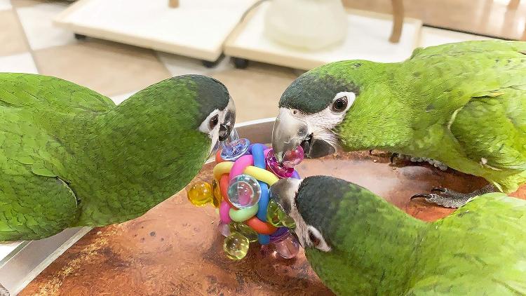 Smoczki do łapki M | super smocza zabawka dla wszystkich papug od ParrotPlanet.pl