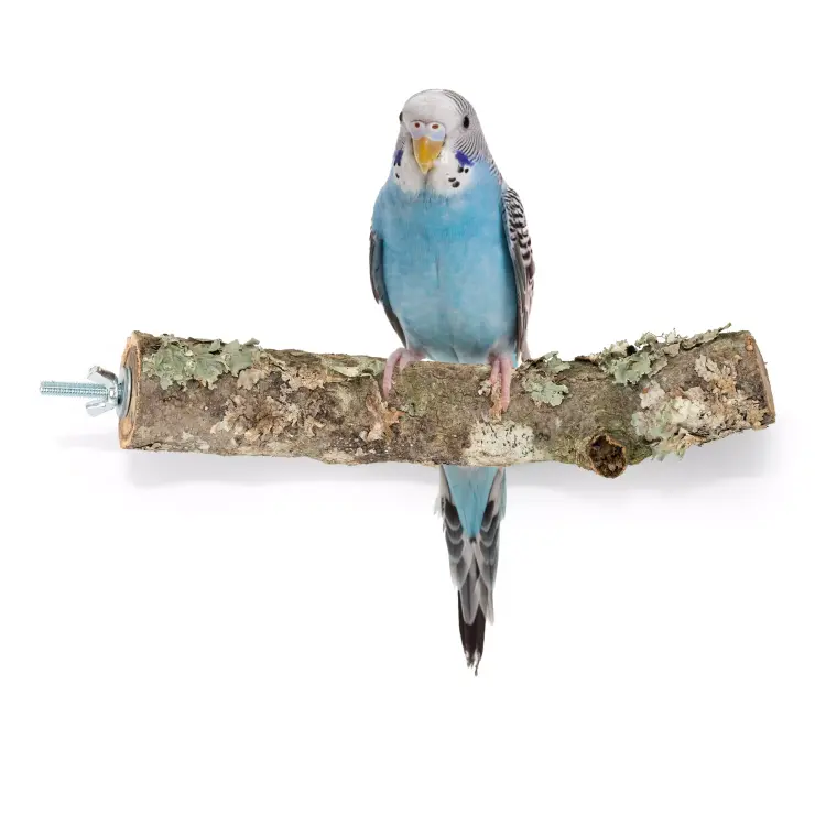 Naturalna żerdź z gałęzi Dębu korkowego S | dla małych i średnich papug | korek dla papugi od ParrotPlanet.pl