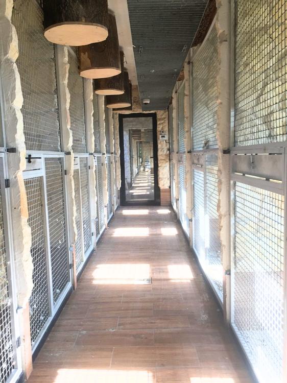 Piony | Piona Białoczelna | Niebieskogłowa | Papugi ręcznie karmione | Park Papug od ParrotPlanet.pl