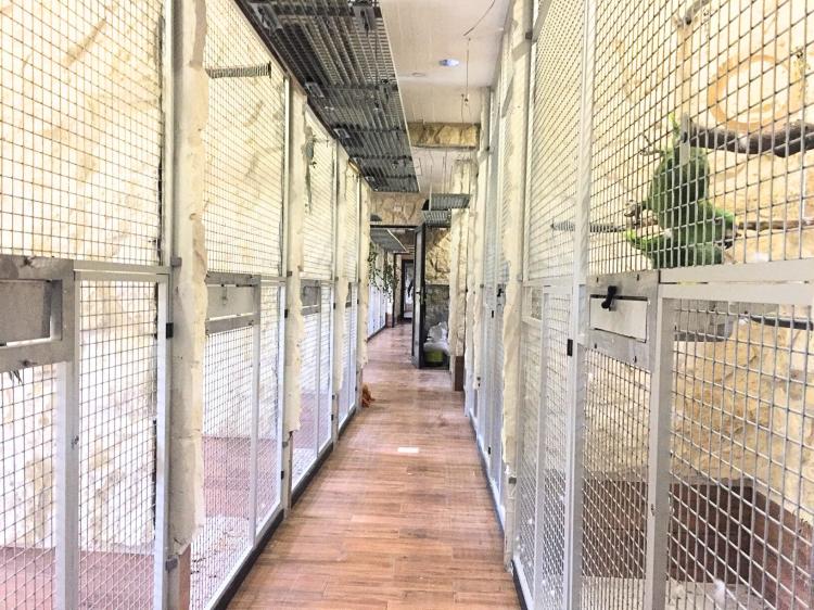 Piony | Piona Białoczelna | Niebieskogłowa | Papugi ręcznie karmione | Park Papug od ParrotPlanet.pl