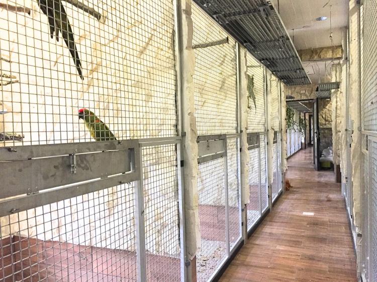 Piony | Piona Białoczelna | Niebieskogłowa | Papugi ręcznie karmione | Park Papug od ParrotPlanet.pl