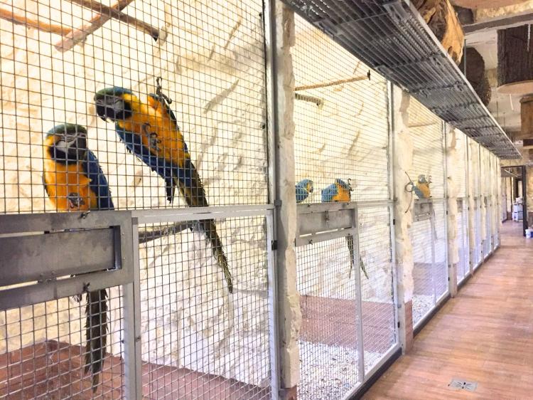 Piony | Piona Białoczelna | Niebieskogłowa | Papugi ręcznie karmione | Park Papug od ParrotPlanet.pl