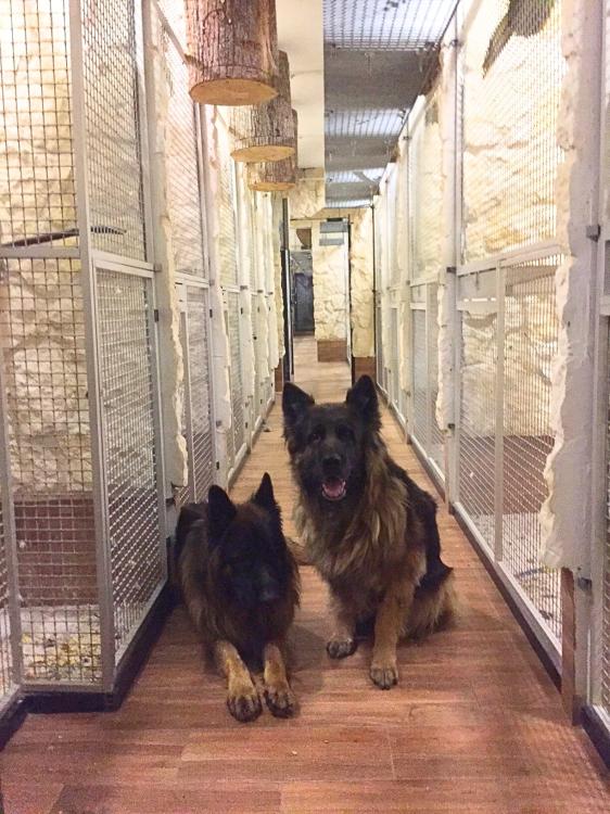 Piony | Piona Białoczelna | Niebieskogłowa | Papugi ręcznie karmione | Park Papug od ParrotPlanet.pl