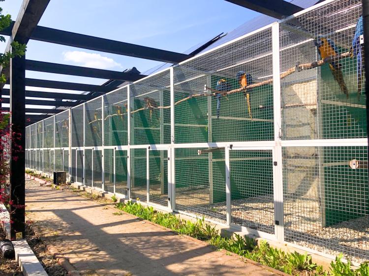 Piony | Piona Białoczelna | Niebieskogłowa | Papugi ręcznie karmione | Park Papug od ParrotPlanet.pl