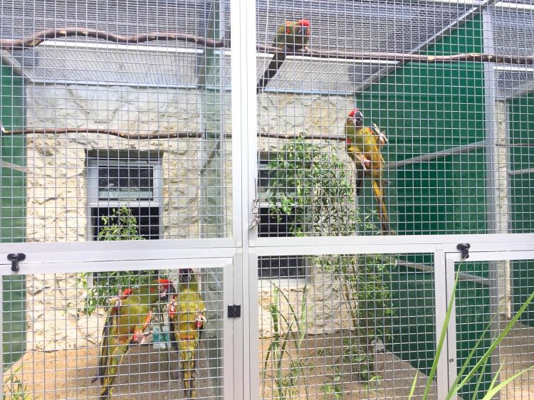 Piony | Piona Białoczelna | Niebieskogłowa | Papugi ręcznie karmione | Park Papug od ParrotPlanet.pl