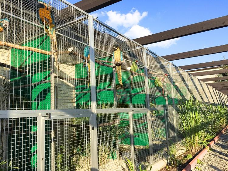 Piony | Piona Białoczelna | Niebieskogłowa | Papugi ręcznie karmione | Park Papug od ParrotPlanet.pl