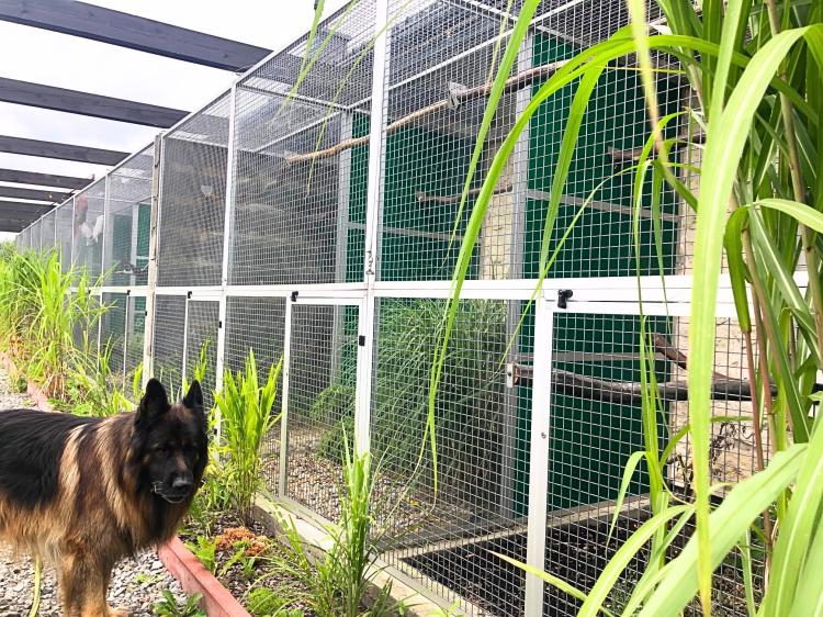 Piony | Piona Białoczelna | Niebieskogłowa | Papugi ręcznie karmione | Park Papug od ParrotPlanet.pl