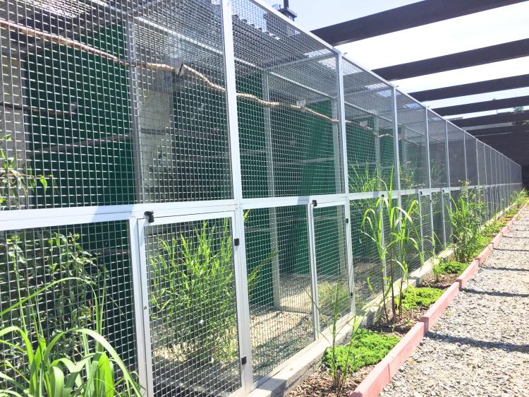 Piony | Piona Białoczelna | Niebieskogłowa | Papugi ręcznie karmione | Park Papug od ParrotPlanet.pl