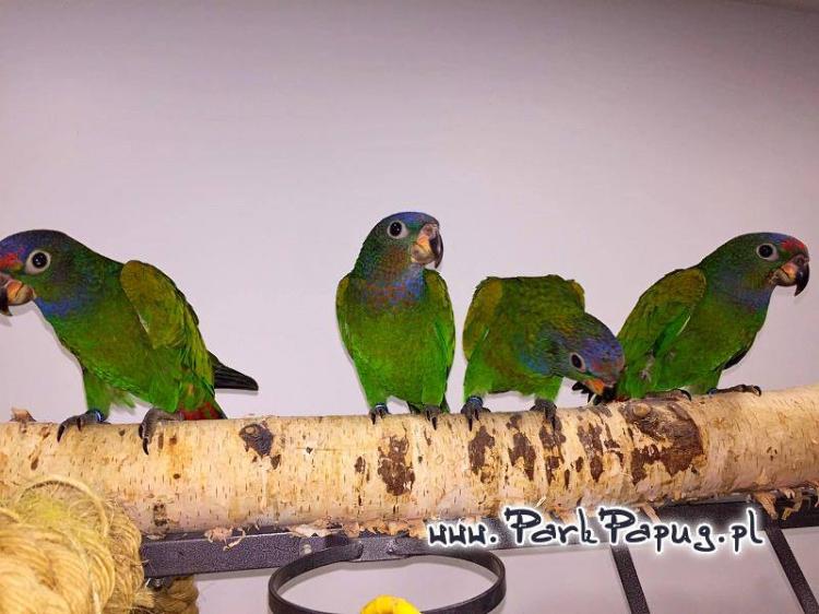 Piony | Piona Białoczelna | Niebieskogłowa | Papugi ręcznie karmione | Park Papug od ParrotPlanet.pl