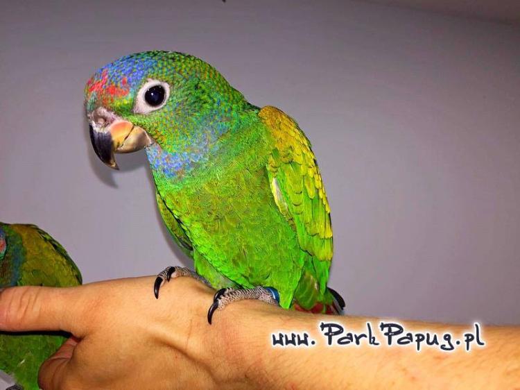 Piony | Piona Białoczelna | Niebieskogłowa | Papugi ręcznie karmione | Park Papug od ParrotPlanet.pl