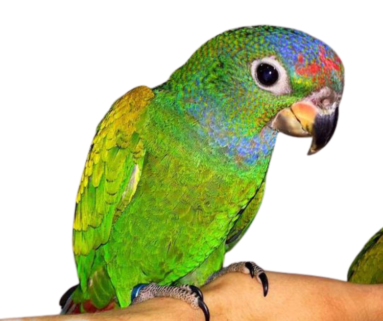 Piony | Piona Białoczelna | Niebieskogłowa | Papugi ręcznie karmione | Park Papug od ParrotPlanet.pl