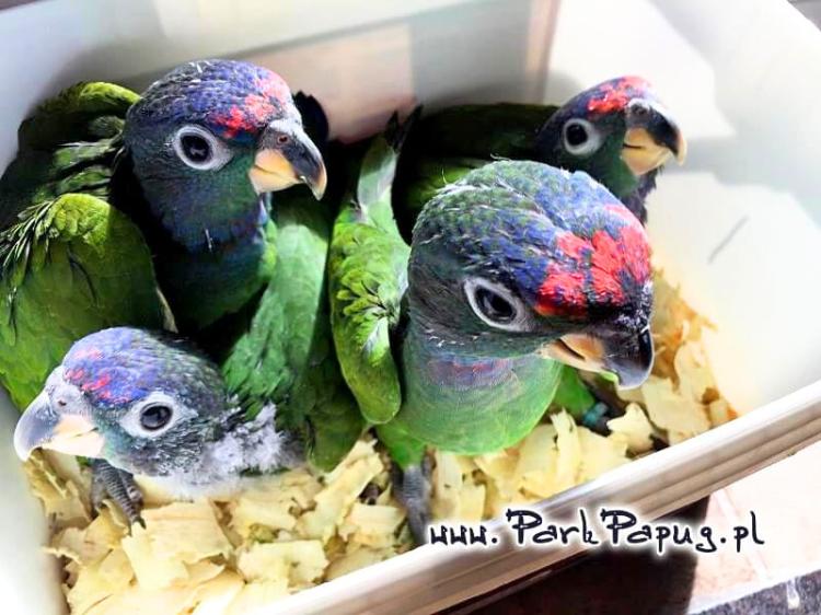 Piony | Piona Białoczelna | Niebieskogłowa | Papugi ręcznie karmione | Park Papug od ParrotPlanet.pl