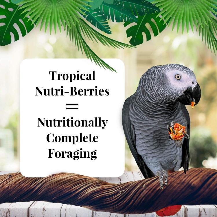 Lafeber NutriBerries Tropical Fruit- Pokarm: ziarno z owocami tropikalnymi w kształcie kuleczek dla średnich i dużych papug 28g PRÓBKA od ParrotPlanet.pl