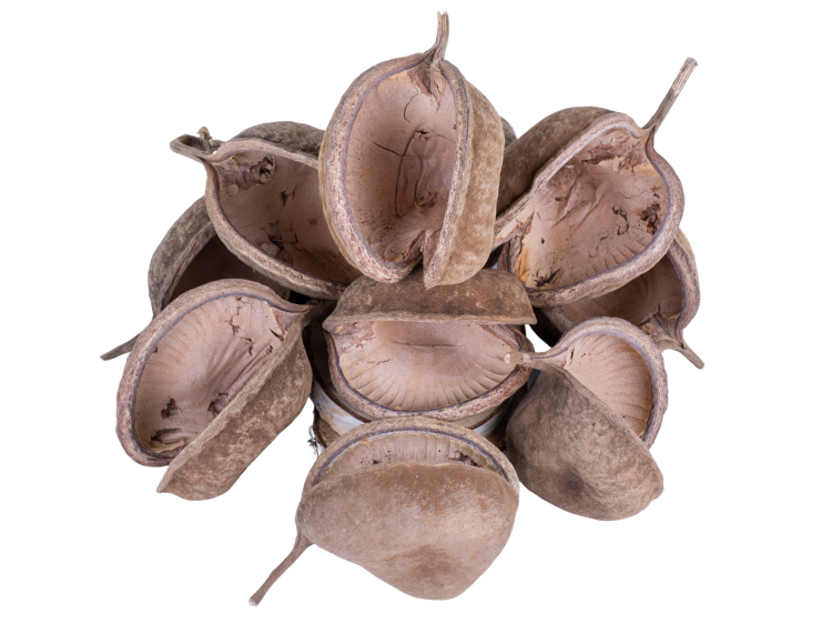 Buddha Nut XL - zabawka dla dużych i małych papug od ParrotPlanet.pl