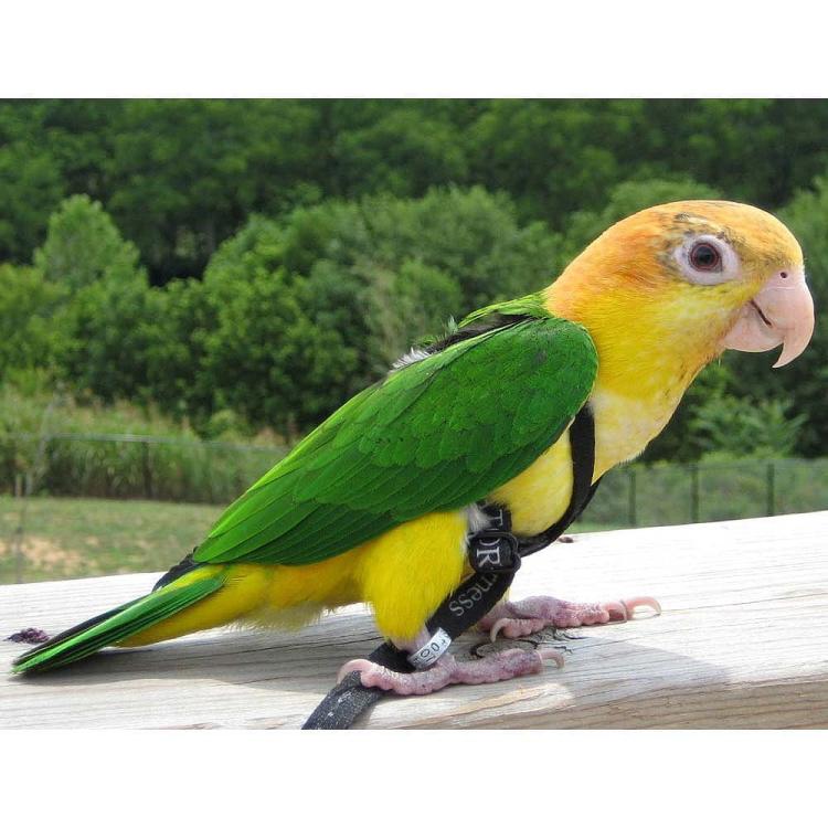 Szelki dla papug Aviator XXXS Niebieskie od ParrotPlanet.pl