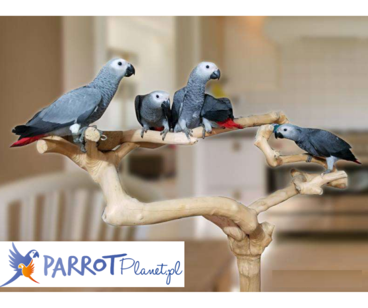 Drzewo JAVA Wysokie (Typ AL) - rozmiar XL - wymiary drzewka ok.170 x 120 x 80 cm od ParrotPlanet.pl