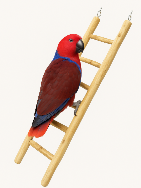 Drewniana drabinka Java - 60cm z mocowaniem od ParrotPlanet.pl