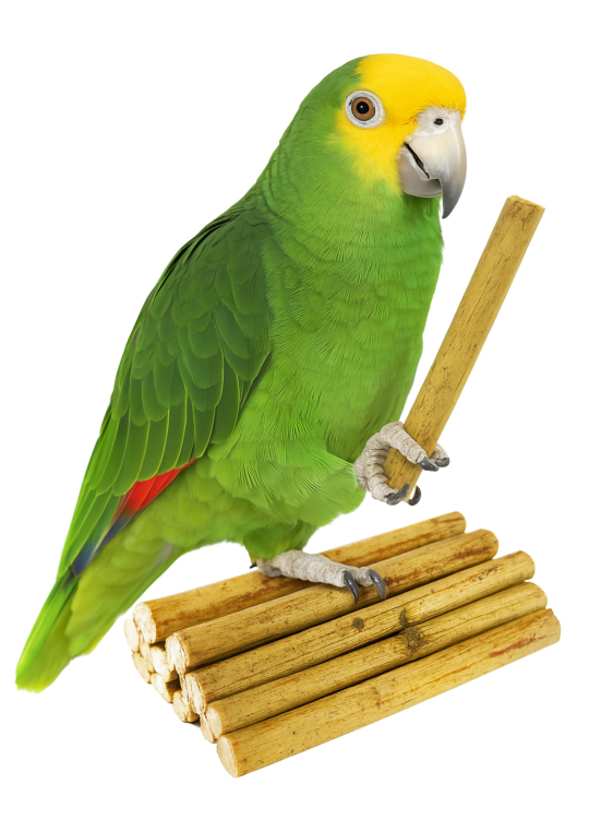 Gałązki Słonecznika | Łodygi dla wszystkich papug 50g od ParrotPlanet.pl