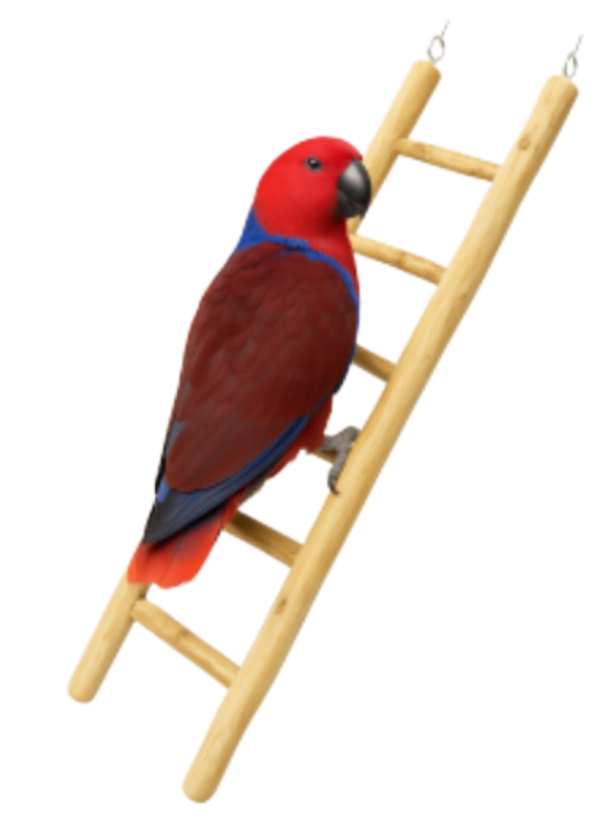 Drewniana drabinka Java - 60cm z mocowaniem od ParrotPlanet.pl