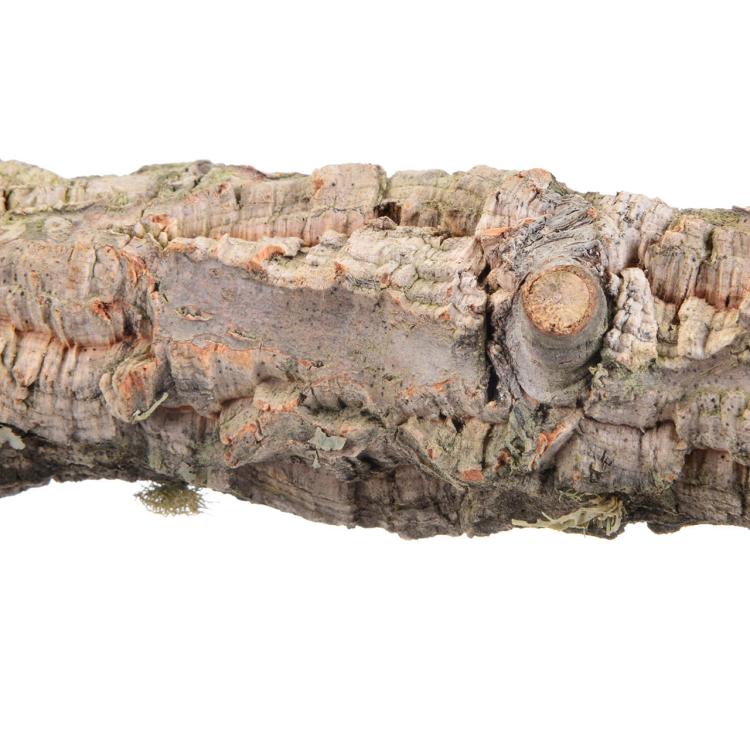 Naturalna żerdź, z kory dębu korkowego rozmiar S - dla małych i średnich papug od ParrotPlanet.pl