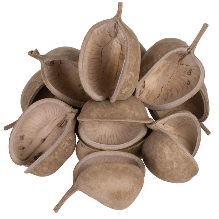 Buddha Nut XL - zabawka dla dużych i małych papug od ParrotPlanet.pl