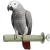 Żerdź dla papug typu amazonka, bądź żako do pielęgnacji pazurów L 25x5 cm od ParrotPlanet.pl