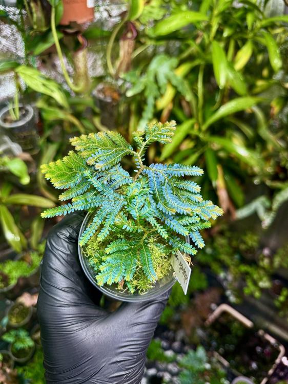 Selaginella megulara Blue – tropikalna selaginella o niebieskozielonych liściach | Parrot Planet