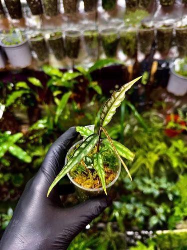 Labisia sp. Papua Long Leaves – karbowana labisia o błyszczących liściach | Parrot Planet