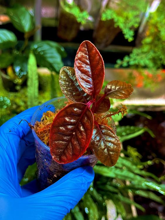 Labisia sp. Dino – rostlina s prehistorickým vzhledem listů | Parrot Planet.cz