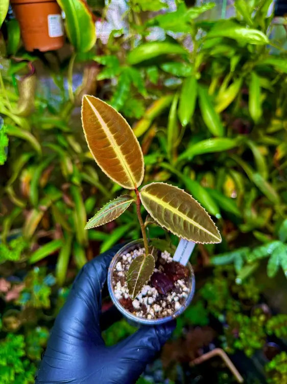 Emblemantha urnulata „Veinless Fluo – Yellow” – barevná tropická rostlina do terária | Parrot Planet.cz