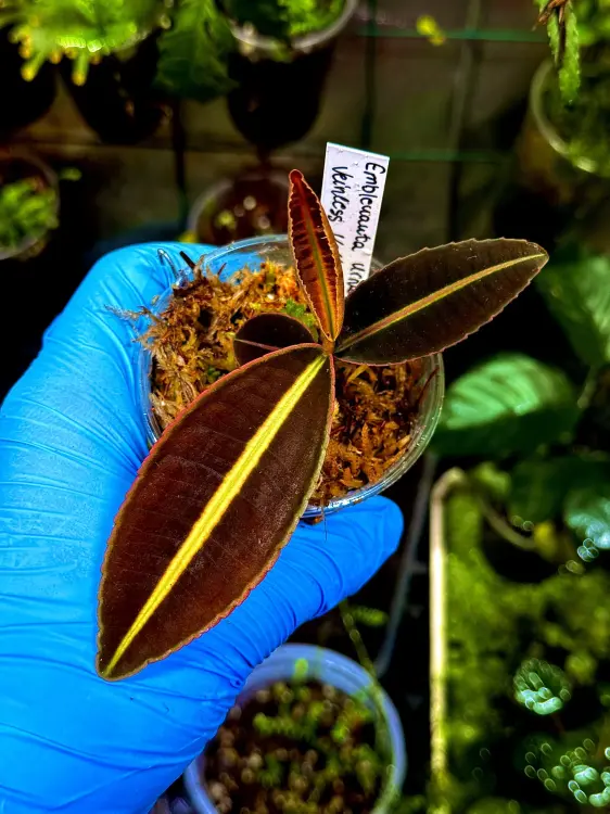 Emblemantha urnulata „Veinless Fluo – Yellow” – barevná tropická rostlina do terária | Parrot Planet.cz