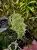 Selaginella stauntoniana – wachlarzowata selaginella z Azji | Parrot Planet