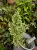 Selaginella stauntoniana – wachlarzowata selaginella z Azji | Parrot Planet
