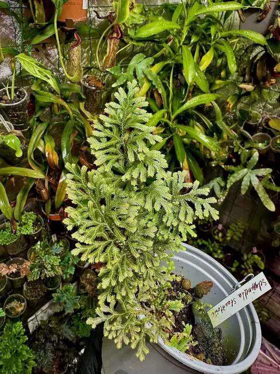 Selaginella stauntoniana – wachlarzowata selaginella z Azji | Parrot Planet